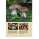 Pilze bestimmen Der kleine Pilzführer für...