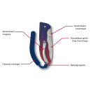 Victorinox Schweizer Taschenmesser Hunter Evoke Alox Blau/Rot Kordel